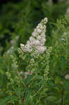 White meadowsweet